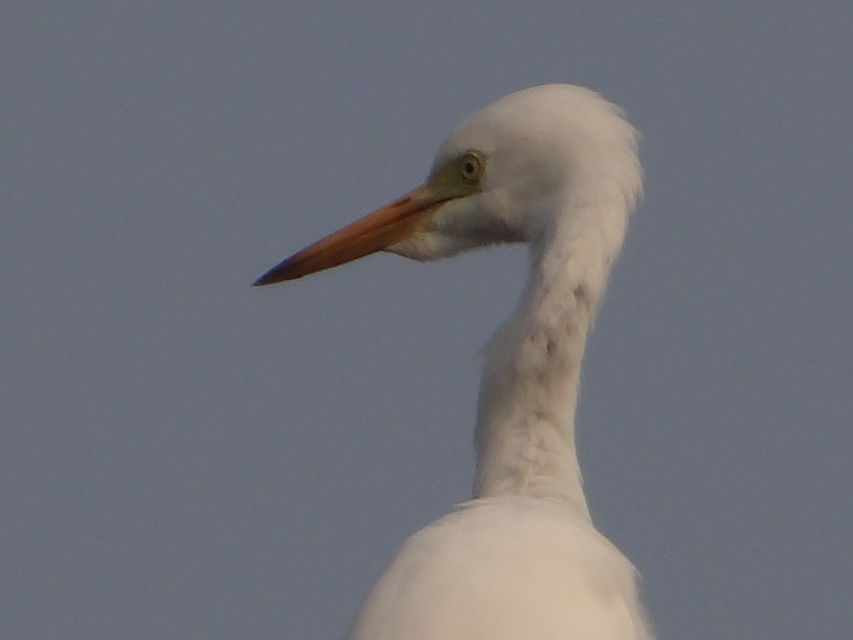 中白鷺 - ML646108744