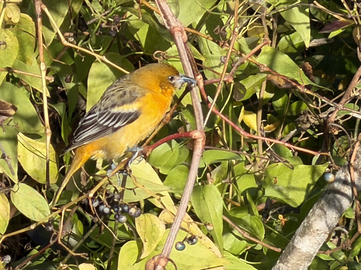 Baltimore Oriole - ML646108745
