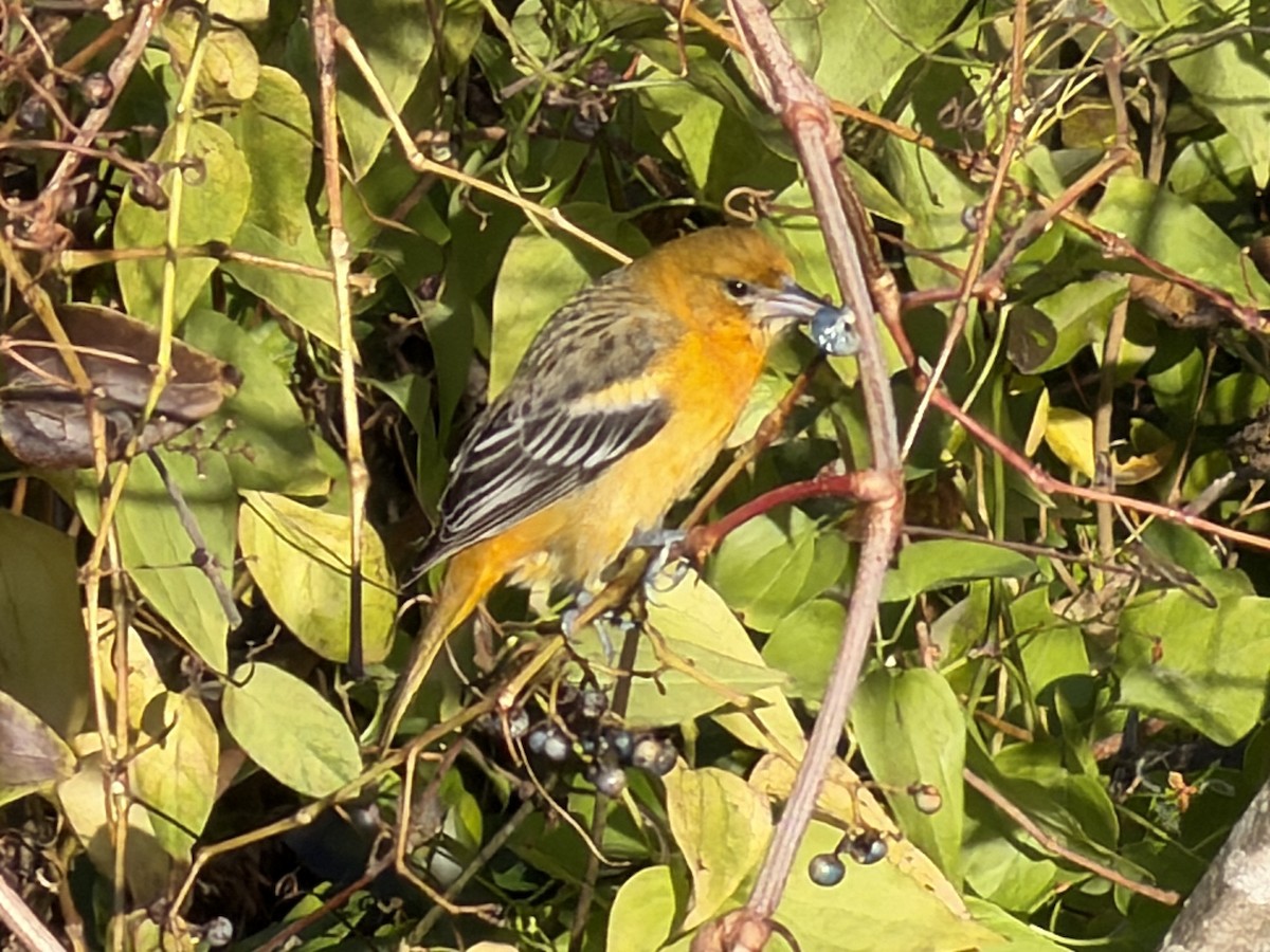 Baltimore Oriole - ML646108746