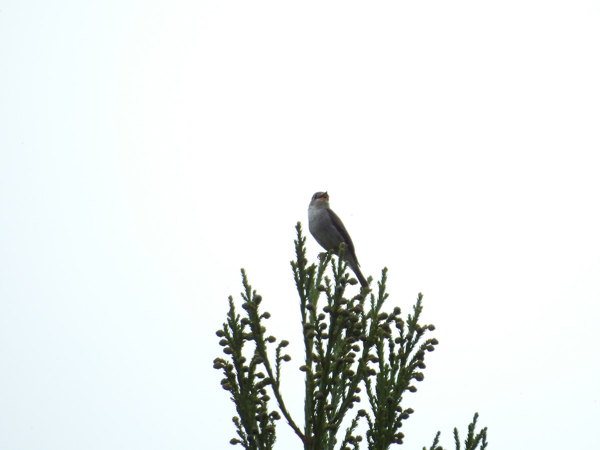 寬嘴鶲 - ML646108751