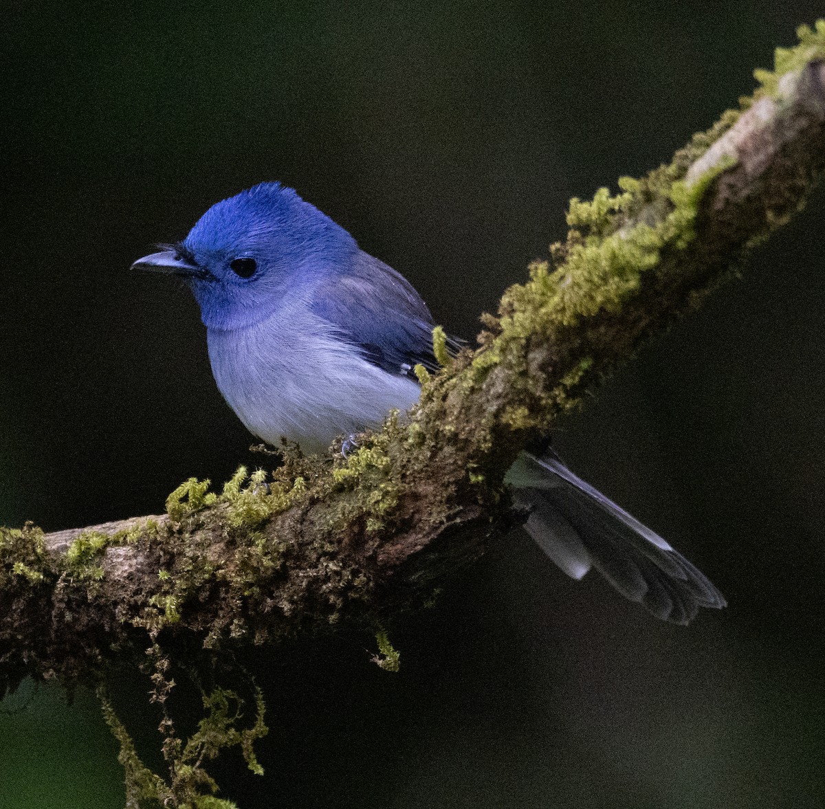 黑枕藍鶲 - ML646108755