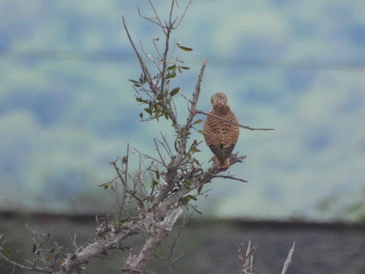 紅隼 - ML646108756