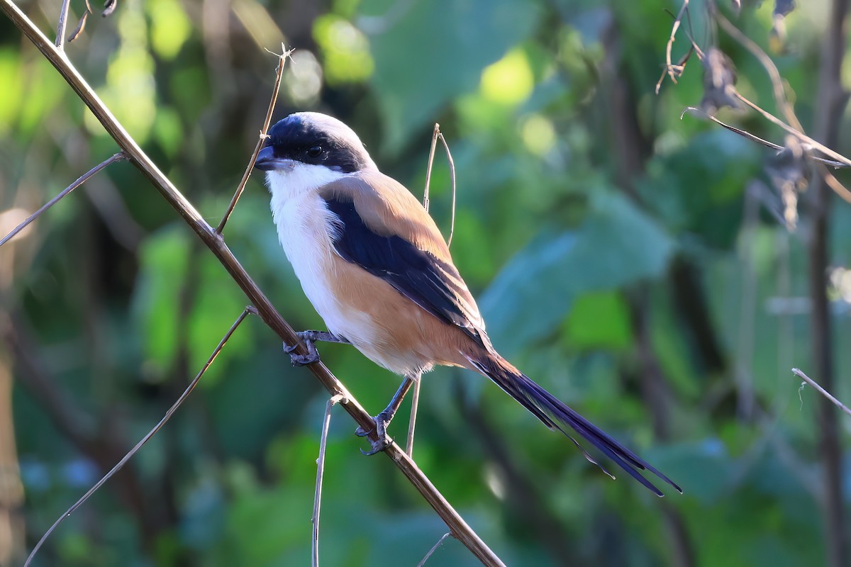 棕背伯勞 - ML646108757