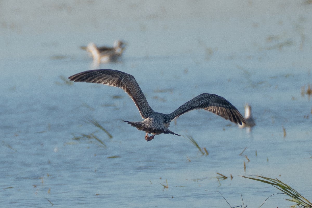 European Herring Gull - ML646108758