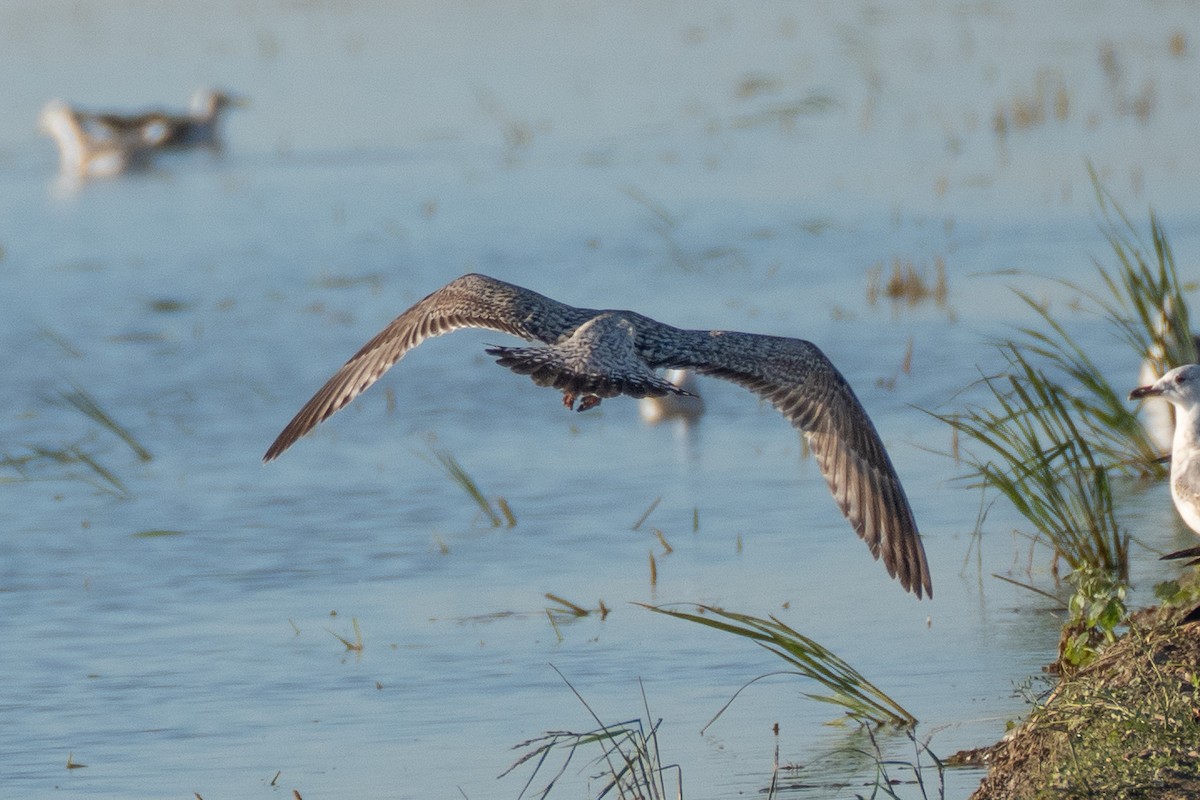 European Herring Gull - ML646108759