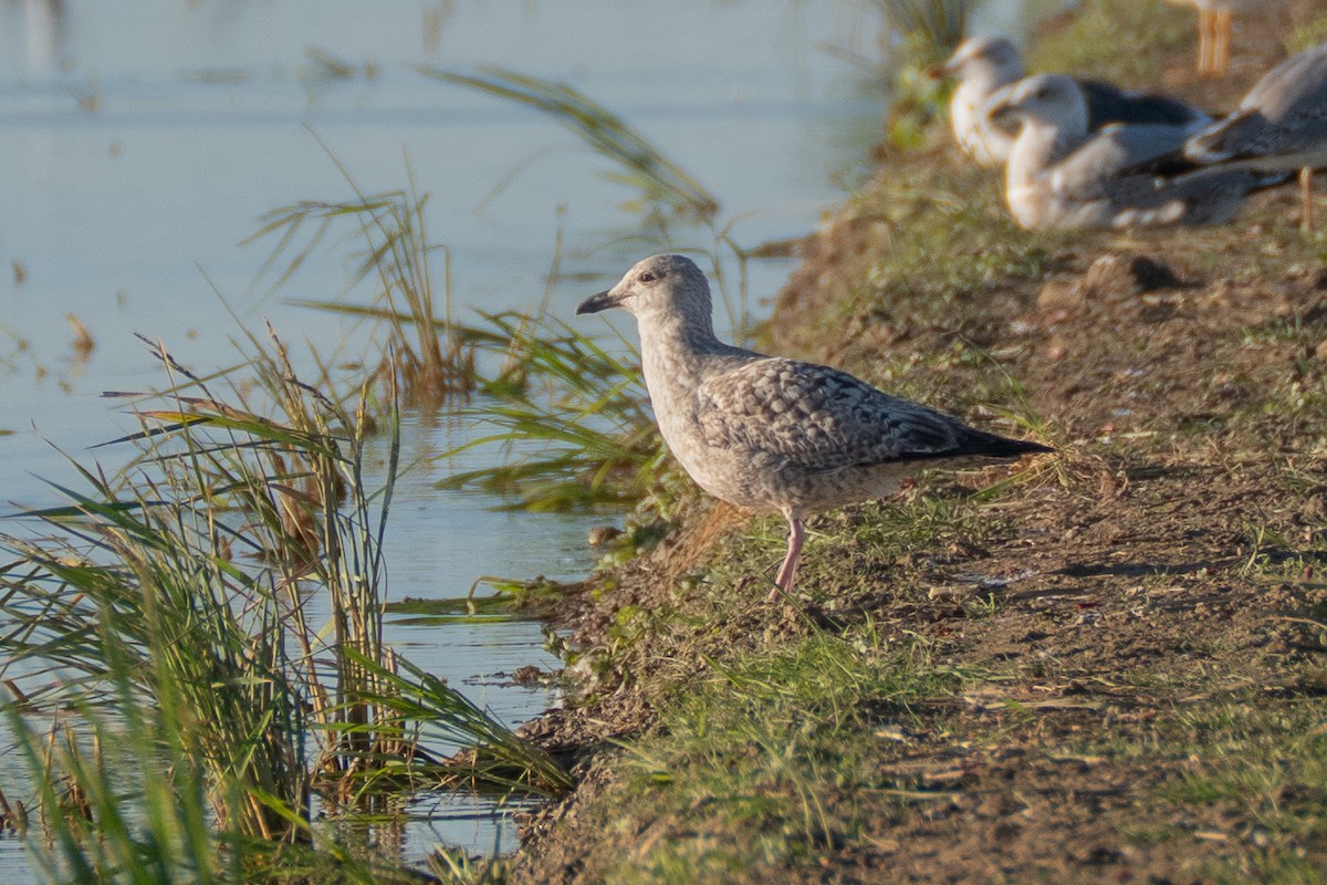 European Herring Gull - ML646108760