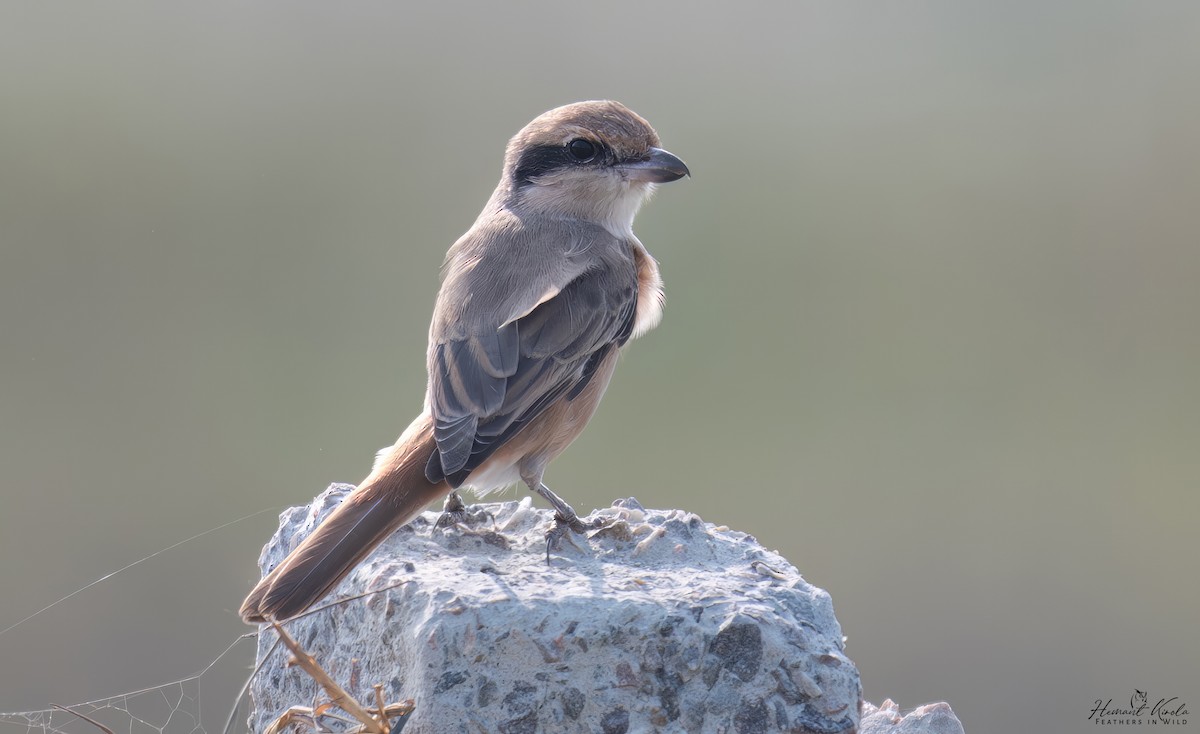 荒漠伯勞 - ML646108761