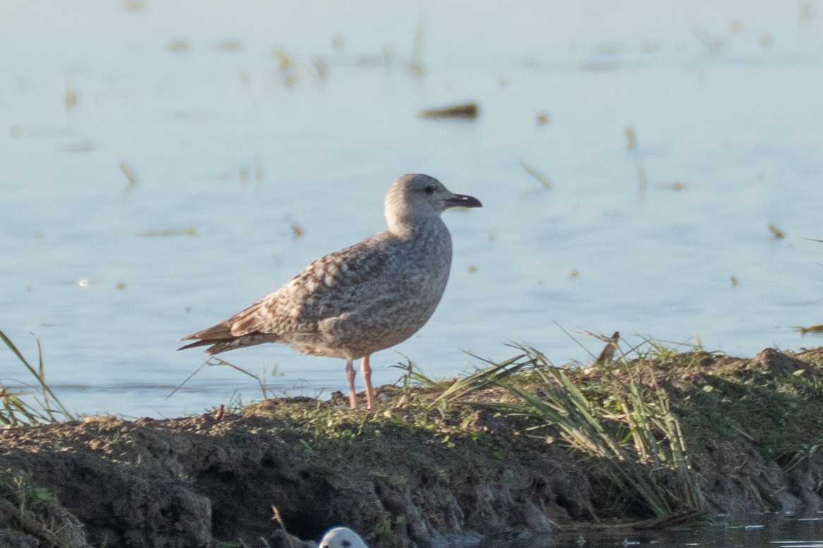 European Herring Gull - ML646108762