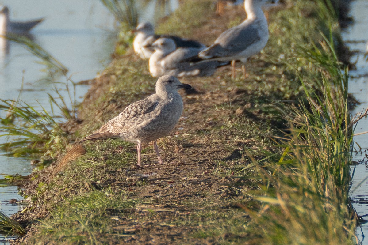 European Herring Gull - ML646108763