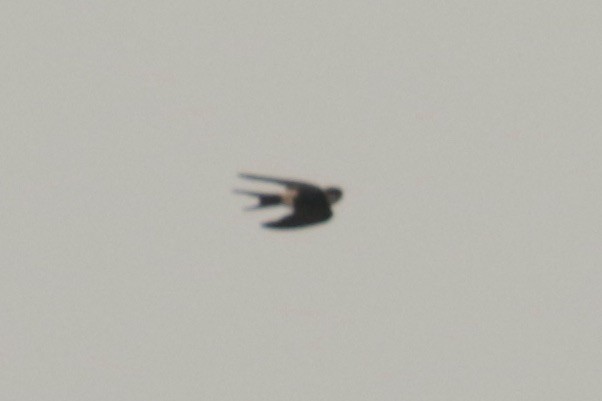 東方金腰燕 - ML646108764