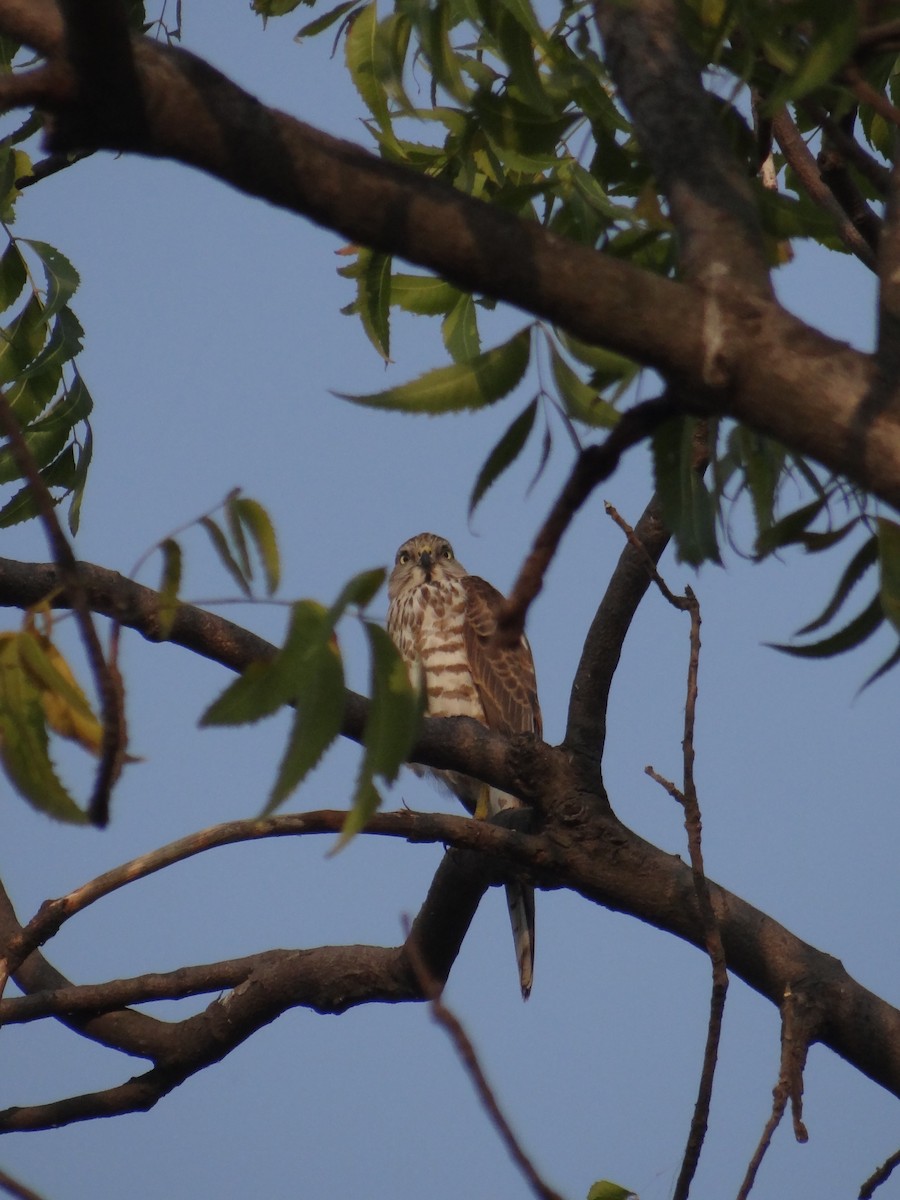 褐耳鷹 - ML646108765