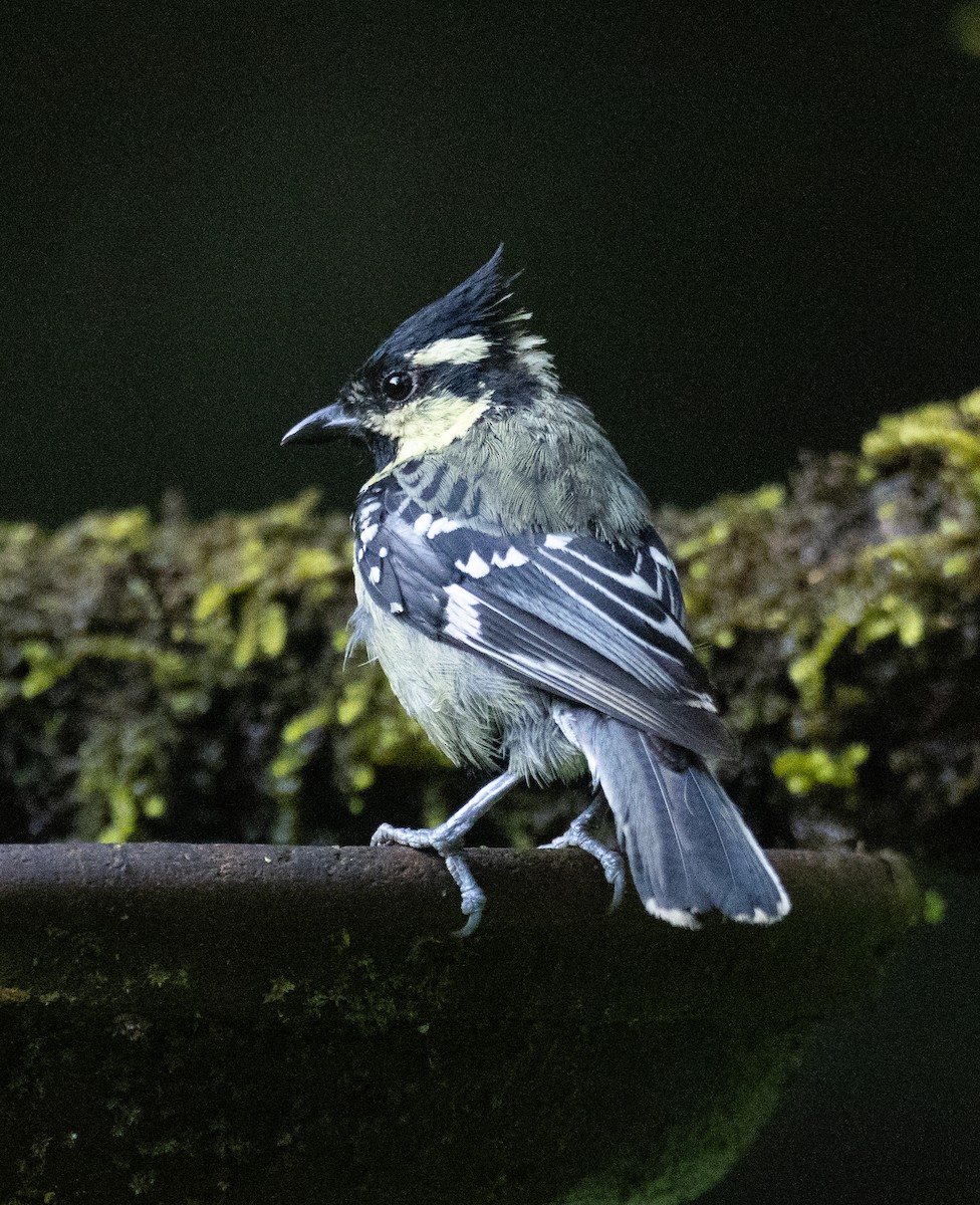 Indian Yellow Tit - ML646108766