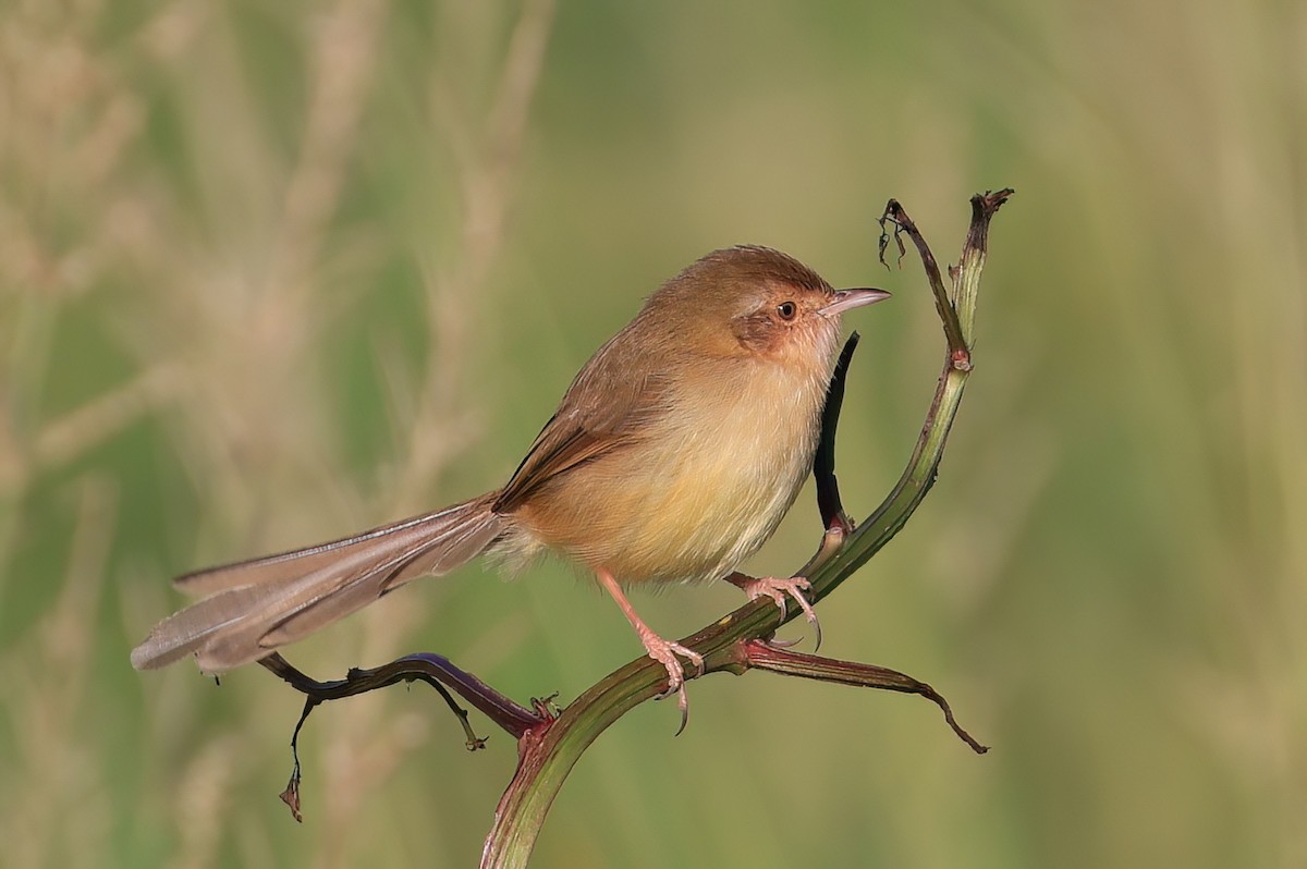 褐頭鷦鶯 - ML646108769