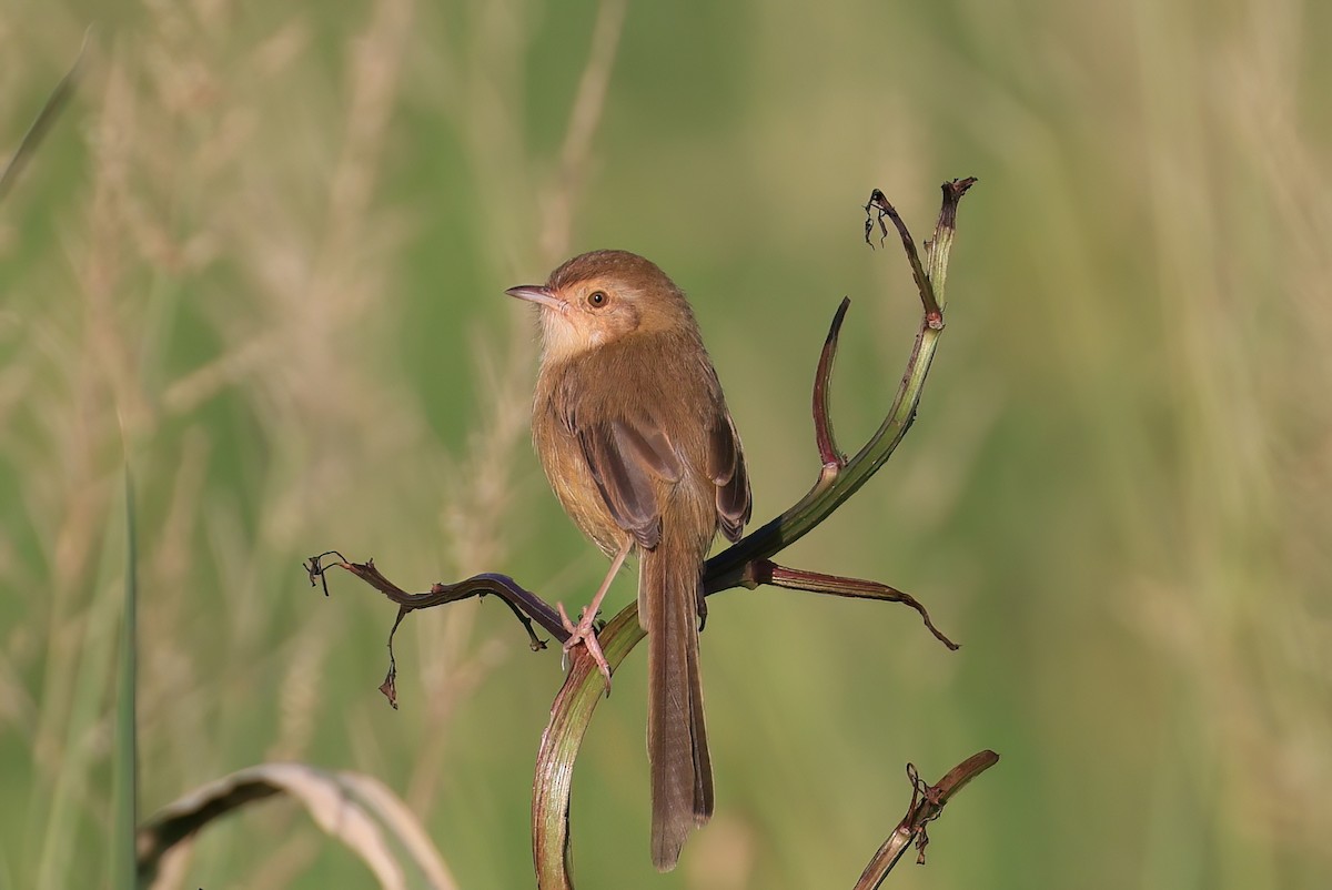 褐頭鷦鶯 - ML646108770
