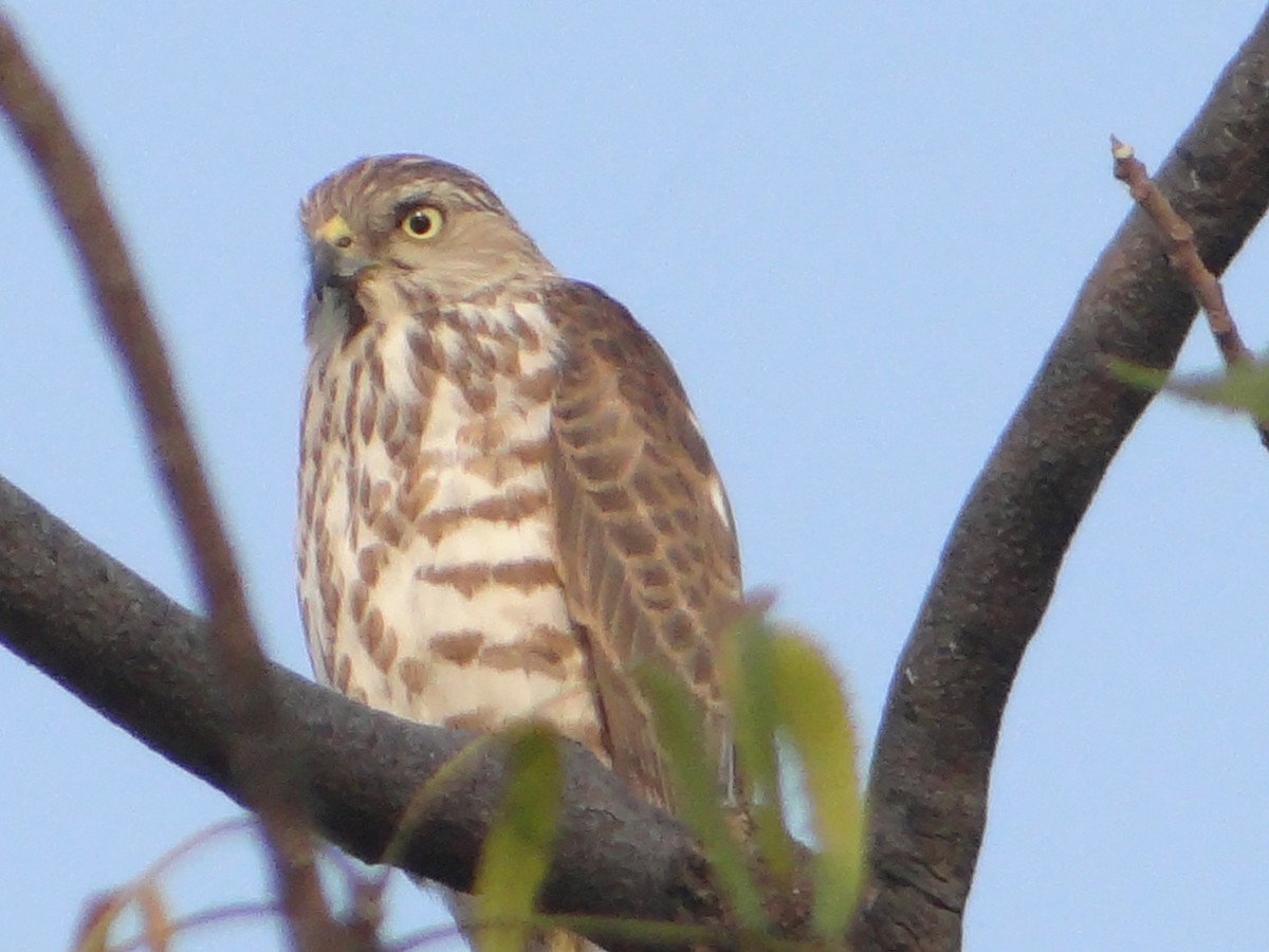 褐耳鷹 - ML646108772