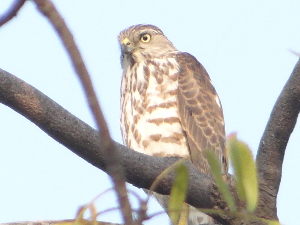 褐耳鷹 - ML646108773