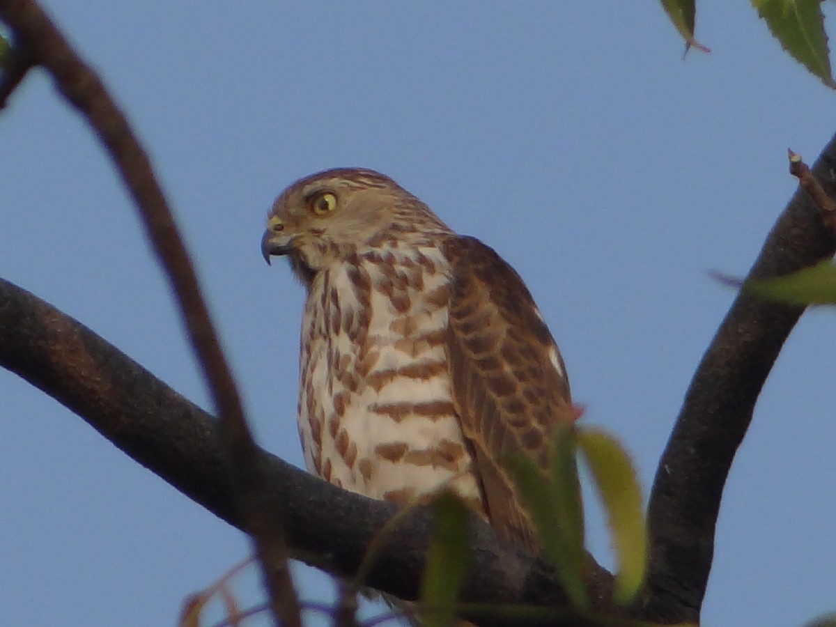 褐耳鷹 - ML646108774