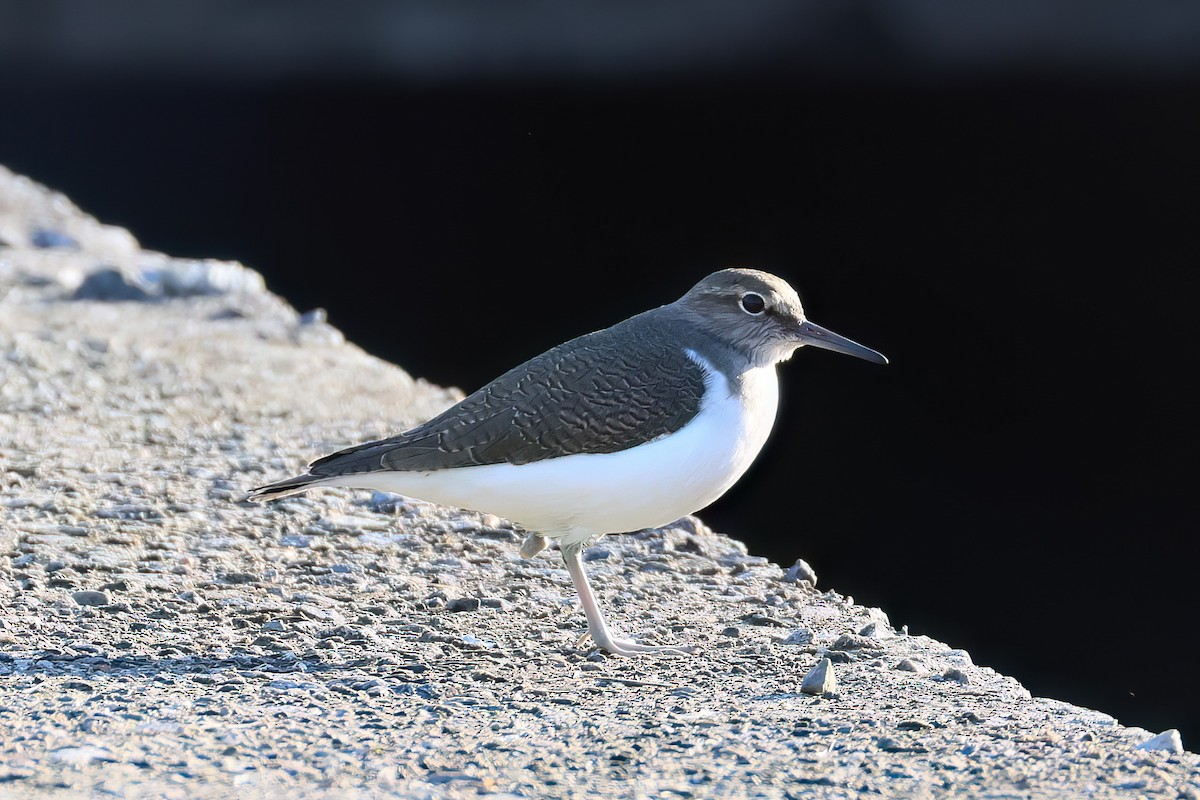 磯鷸 - ML646108775