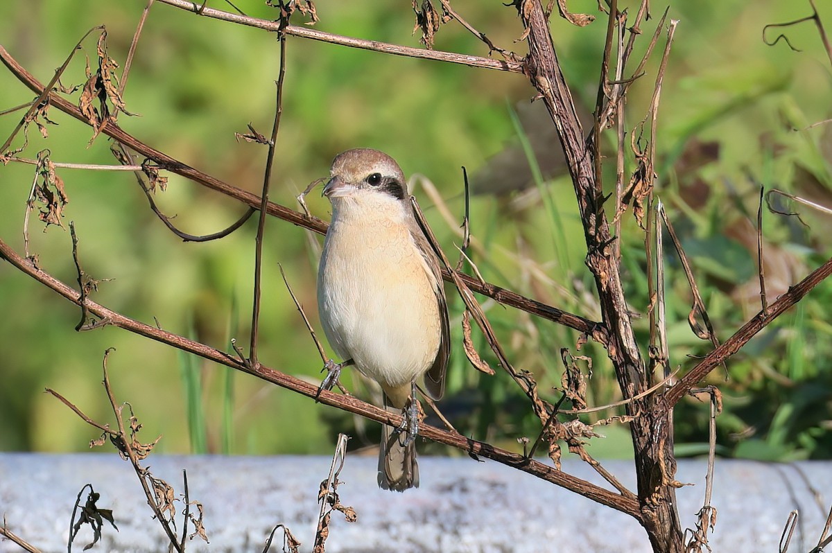 紅尾伯勞 - ML646108776