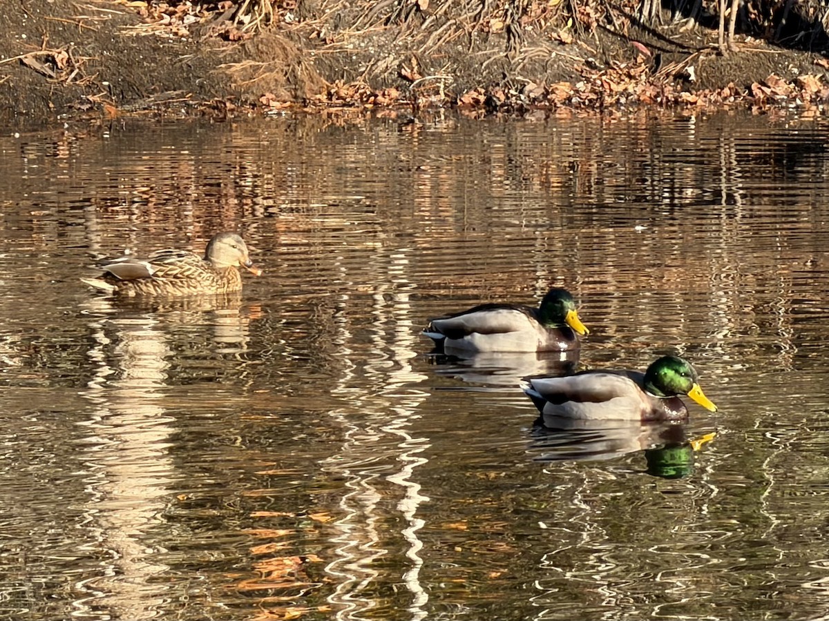 綠頭鴨 - ML646108777