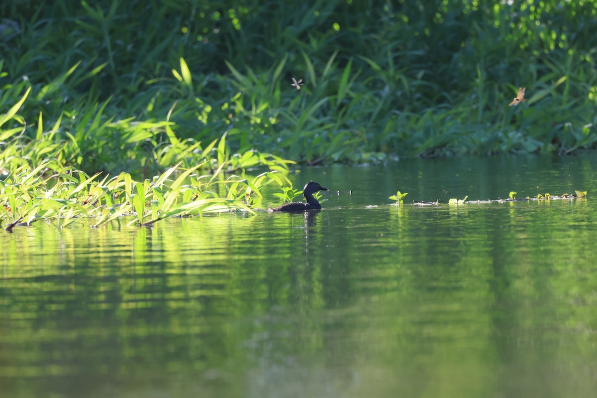 Least Grebe - ML646108778