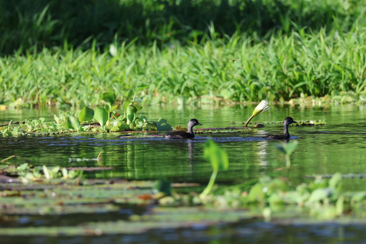 Least Grebe - ML646108779