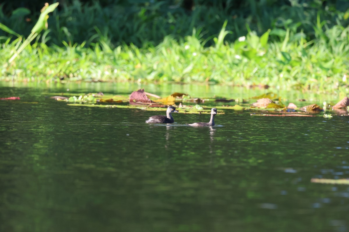 pygmédykker - ML646108780