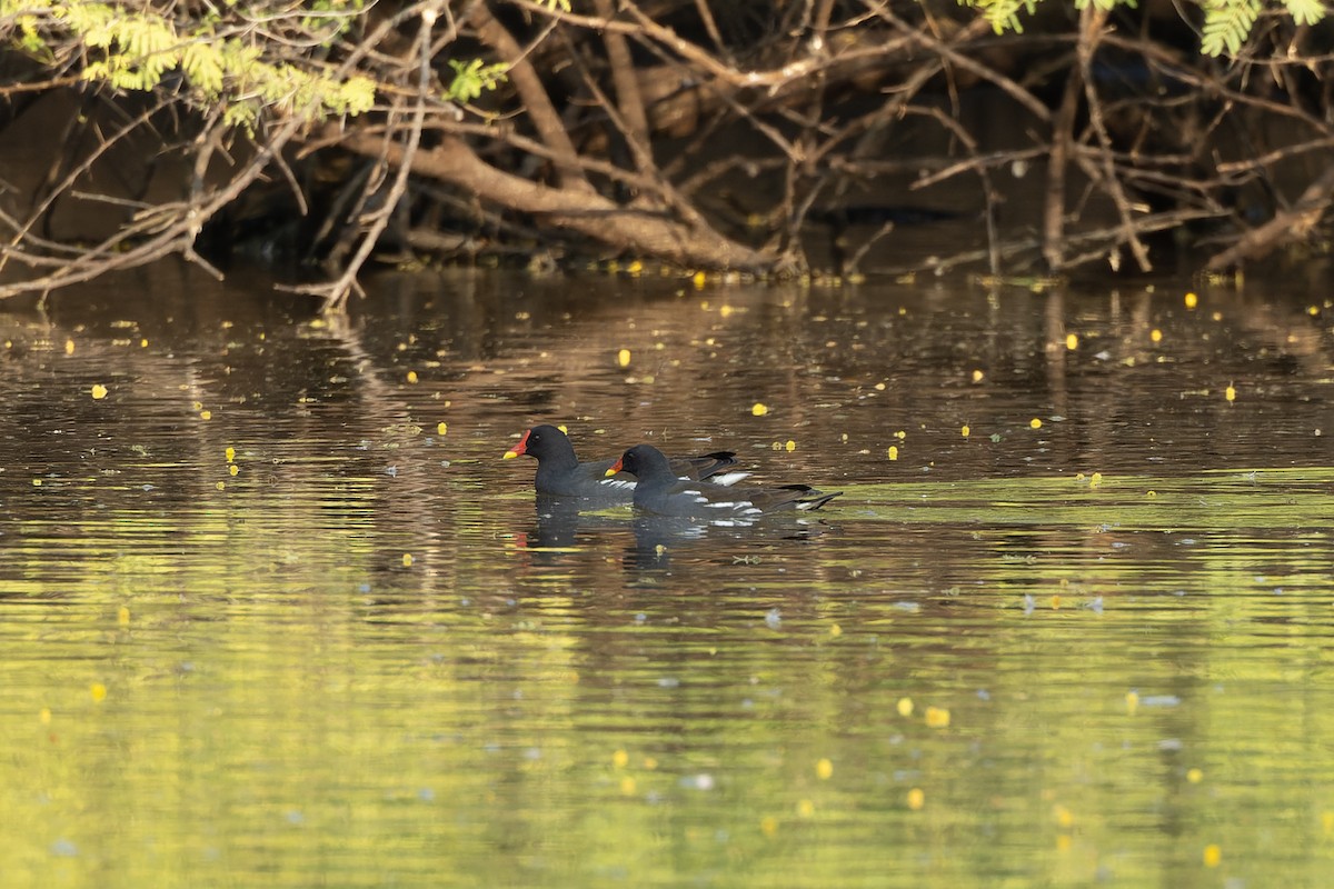 紅冠水雞 - ML646108781