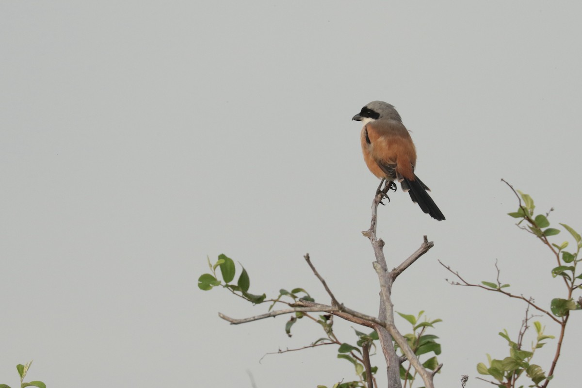 棕背伯勞 - ML646108795