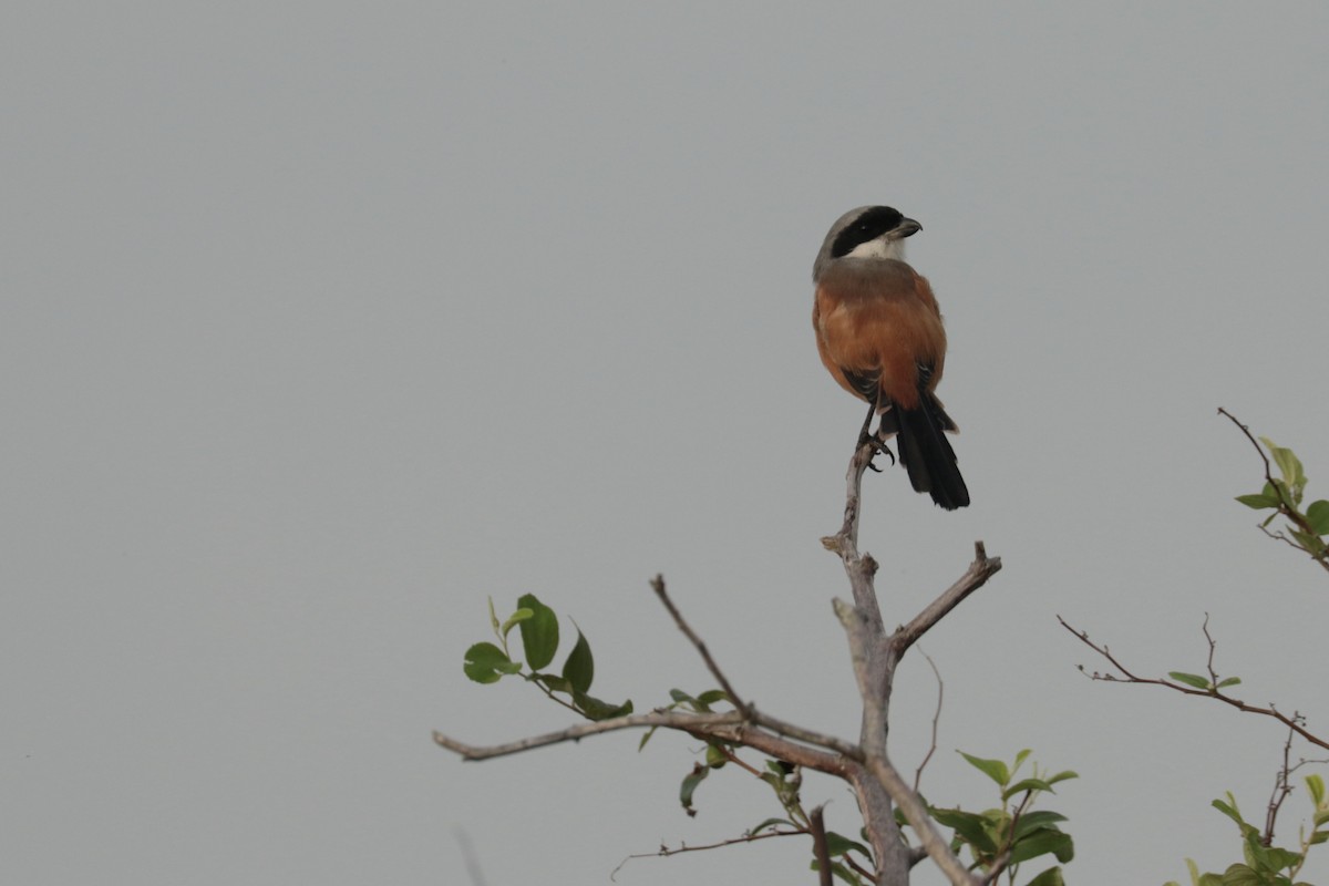 棕背伯勞 - ML646108796