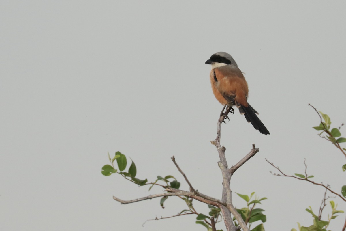 棕背伯勞 - ML646108797