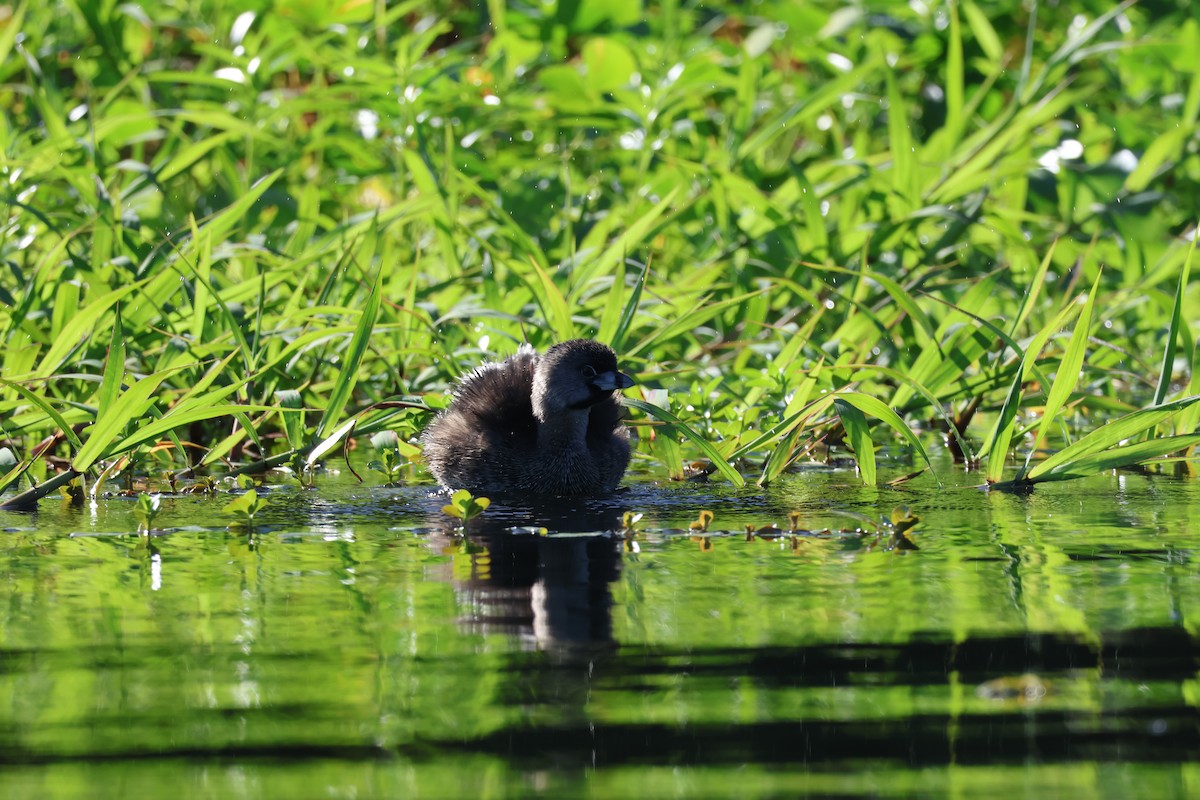 ringnebbdykker - ML646108798