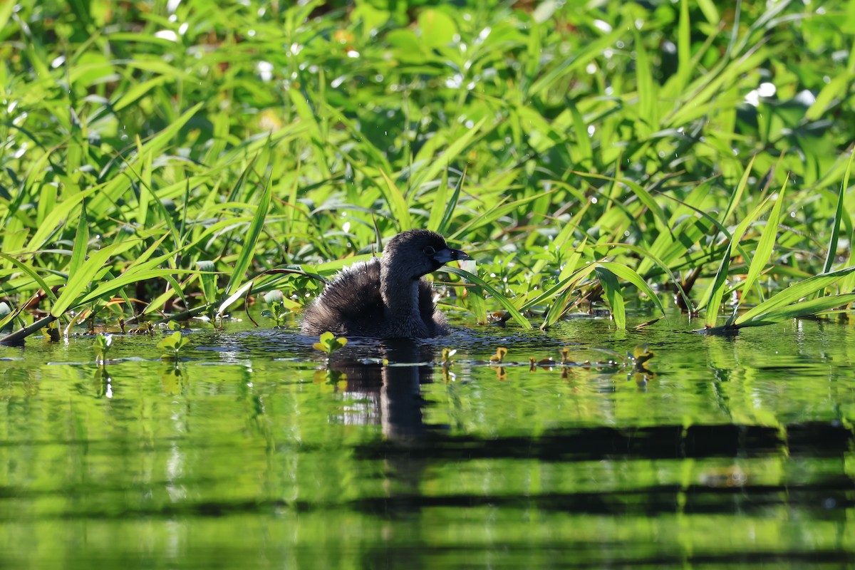 ringnebbdykker - ML646108799