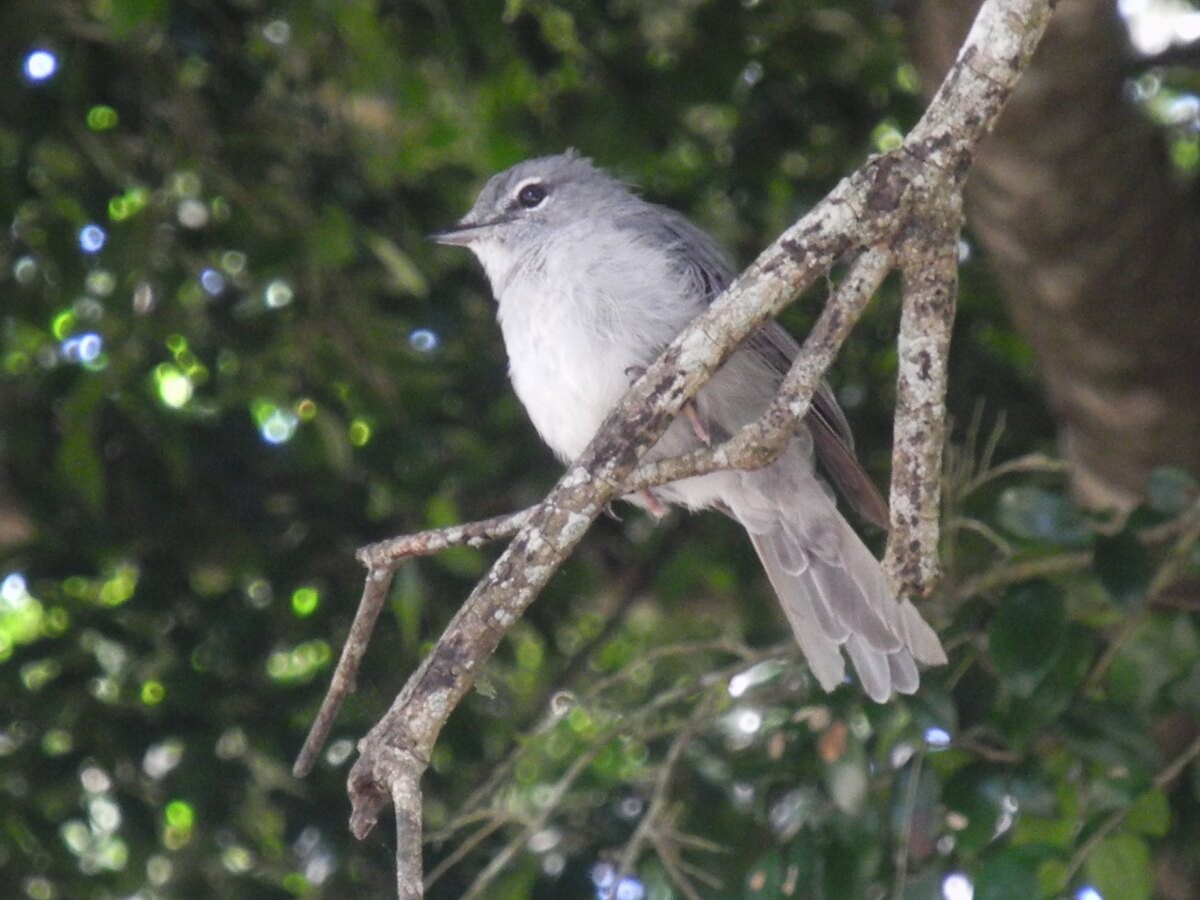 Gray Tit-Flycatcher - ML646108801