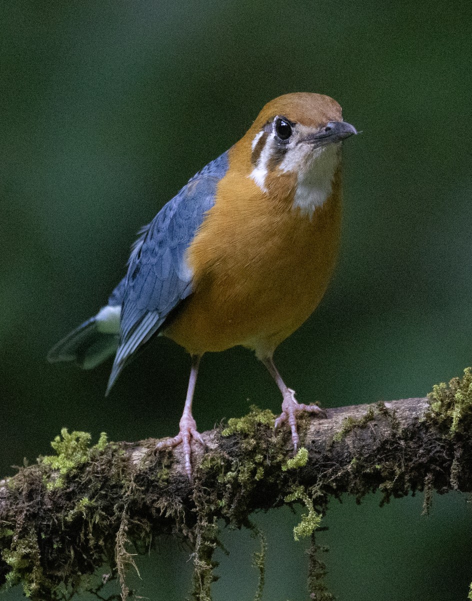 橙頭地鶇 - ML646108802