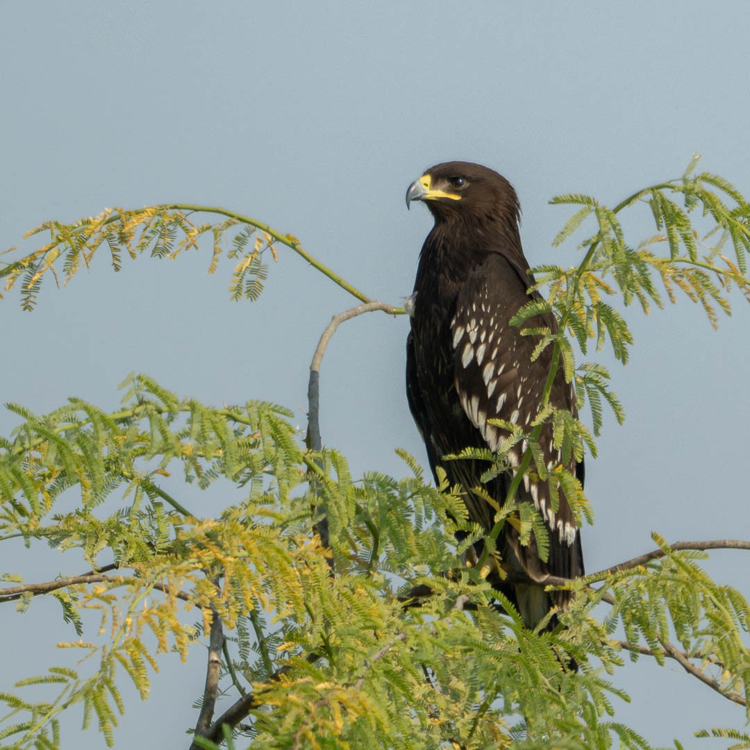 花鵰 - ML646108803