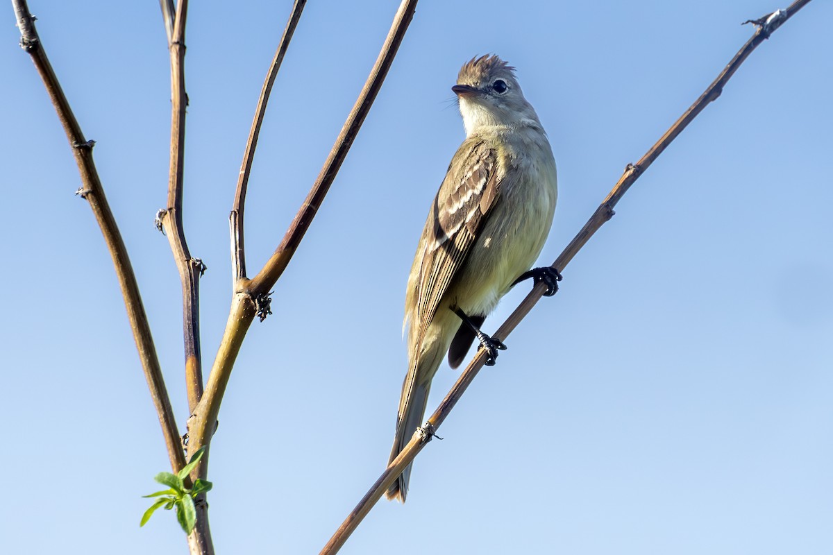 Yellow-bellied Elaenia - ML646108804