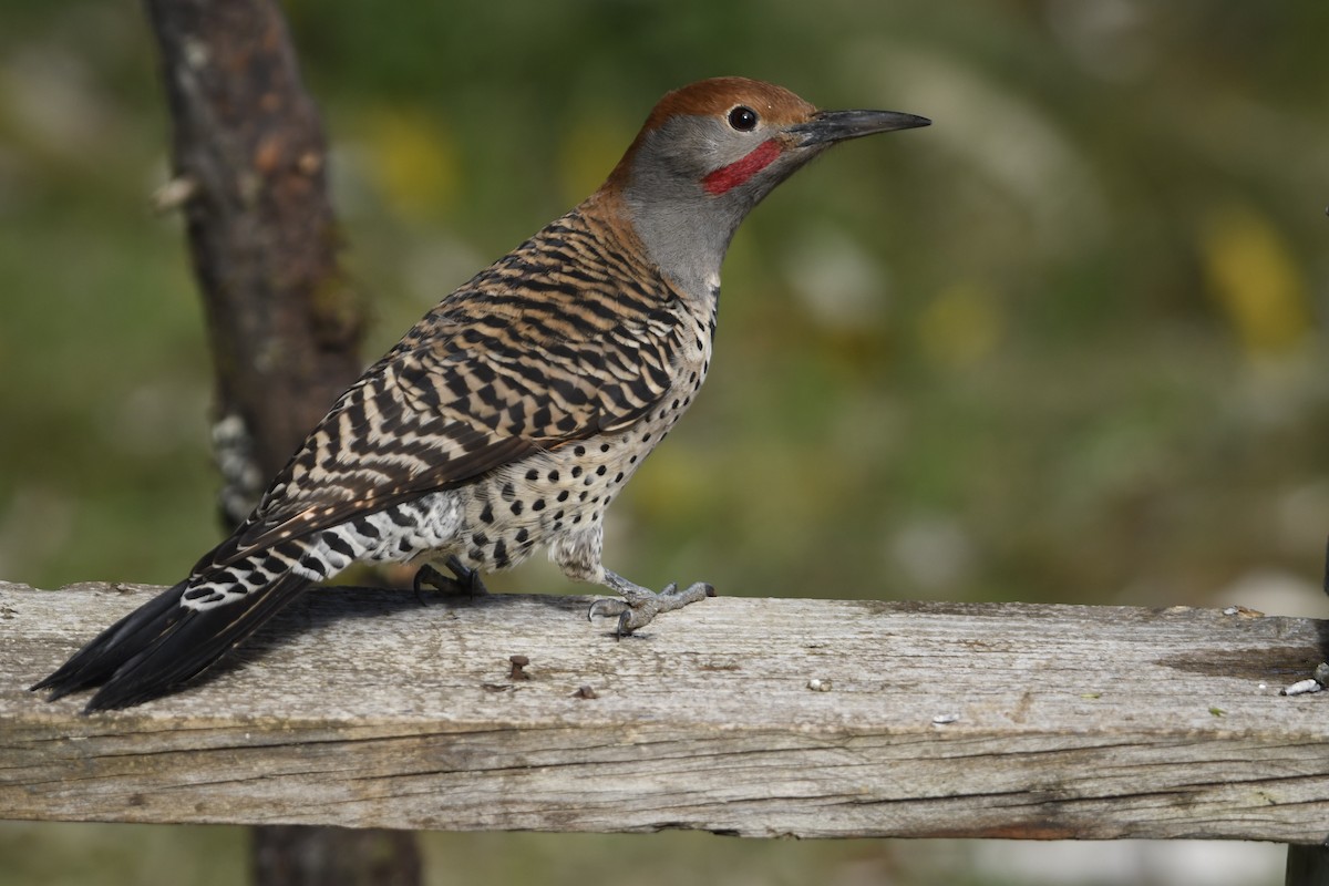 Guatemalan Flicker - ML646108805