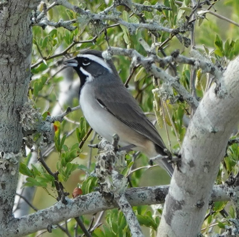 Black-throated Sparrow - ML646108808