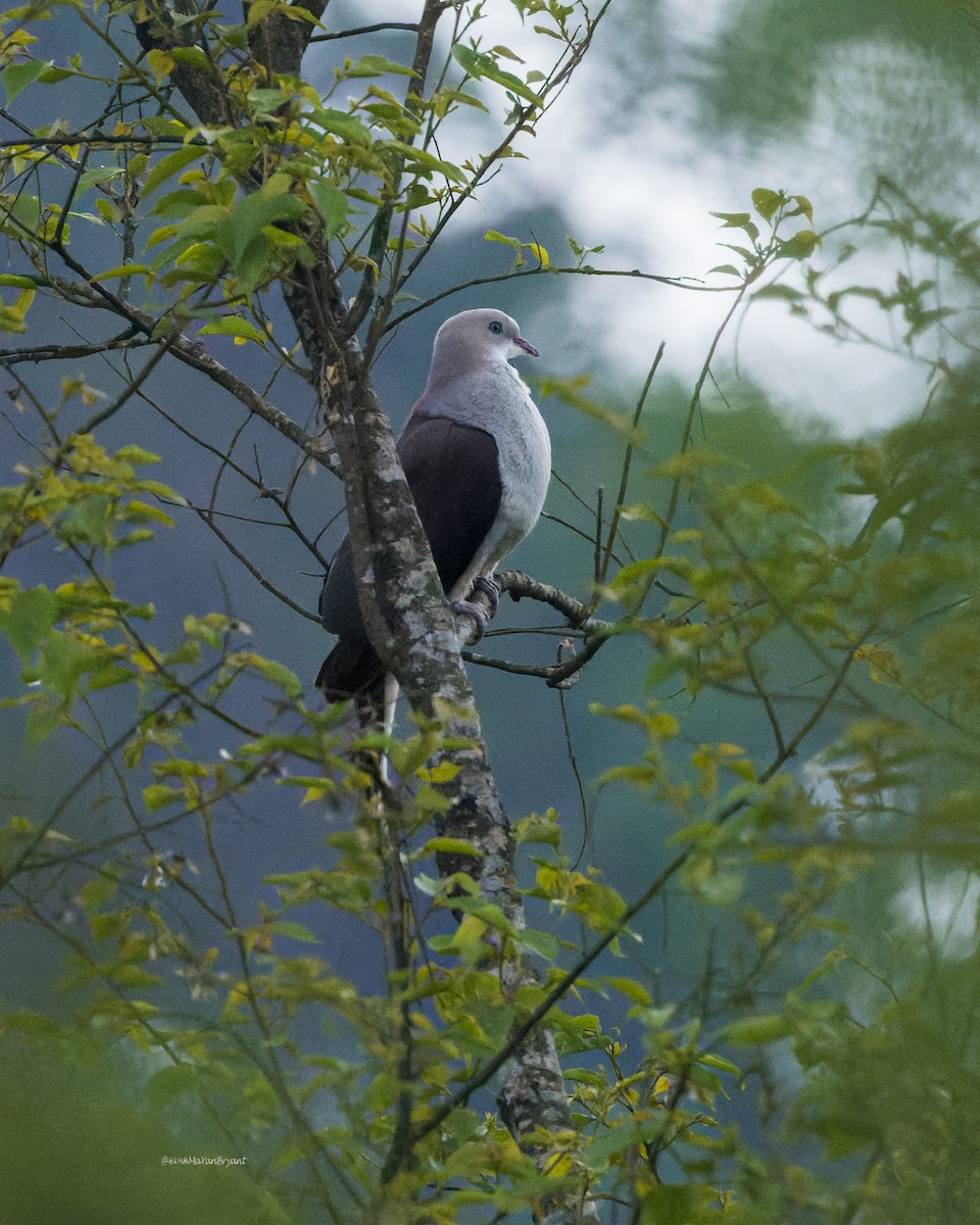 Fahlbauch-Fruchttaube - ML646108809