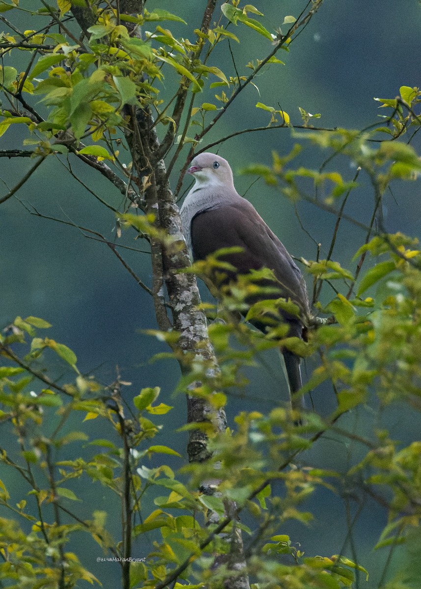 Fahlbauch-Fruchttaube - ML646108810