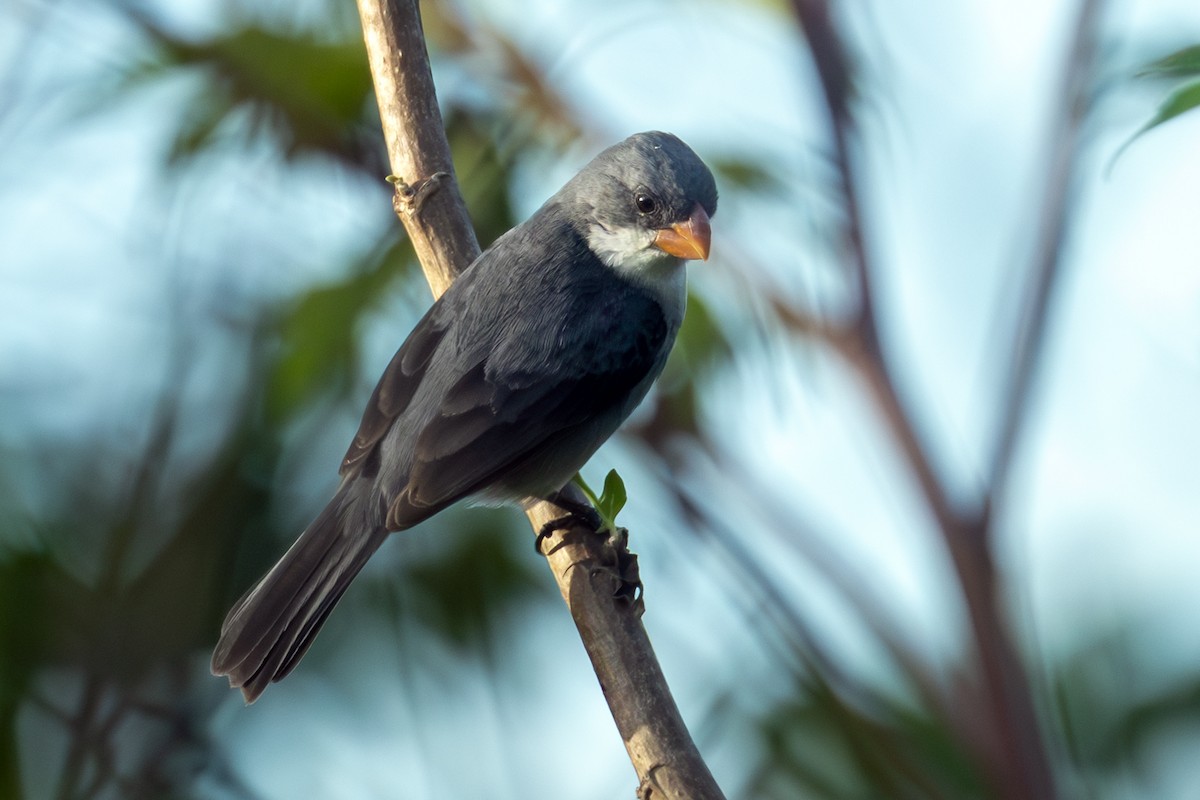White-bellied Seedeater - ML646108811