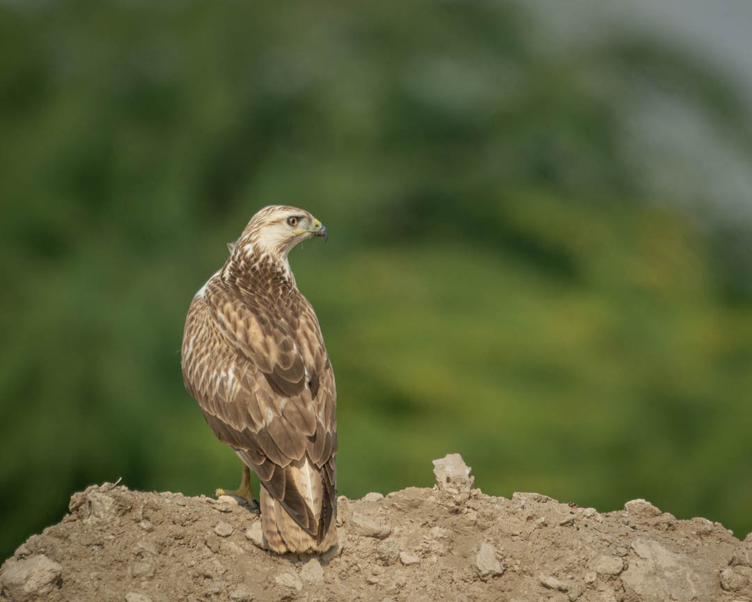 káně bělochvostá - ML646108820