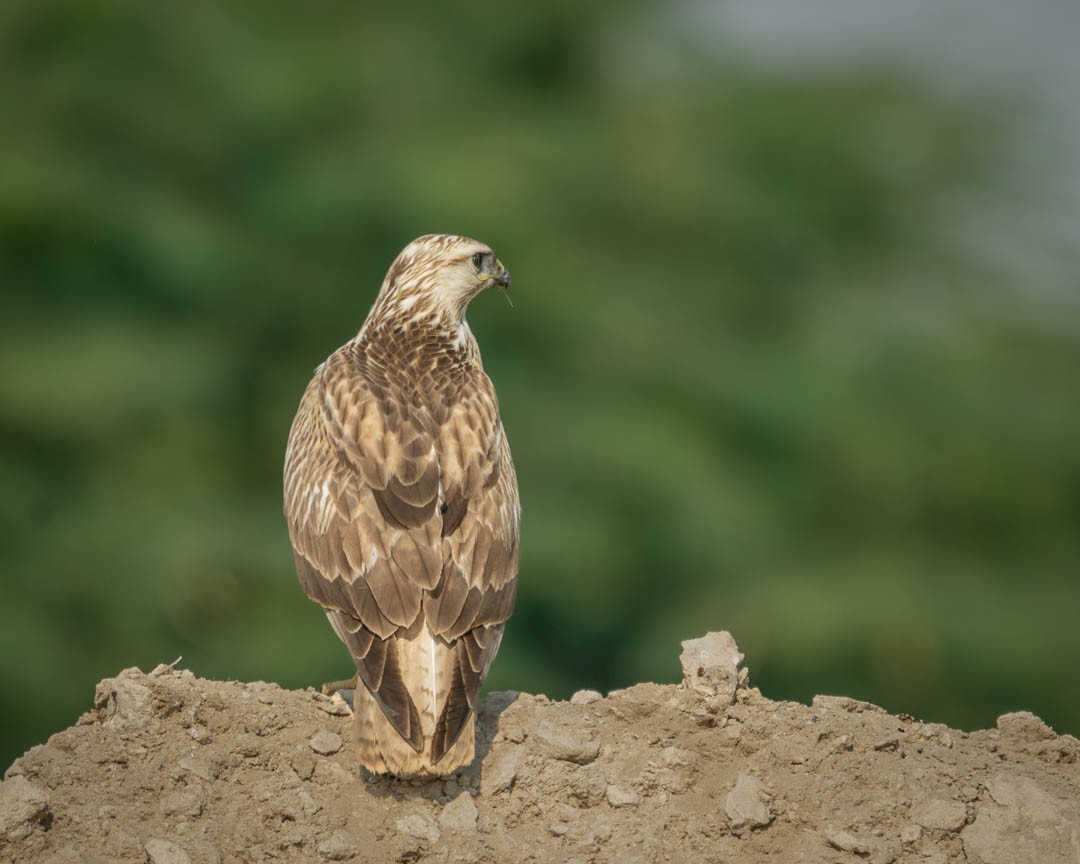 káně bělochvostá - ML646108821