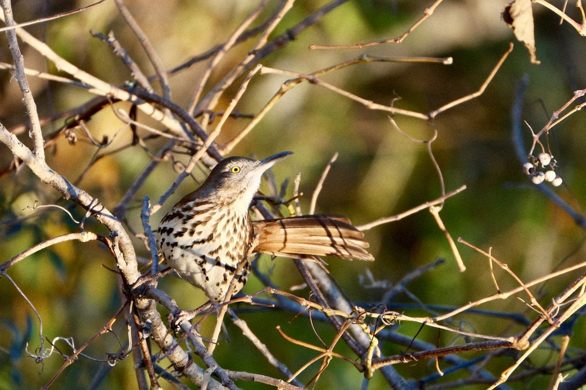 Brown Thrasher - ML646108830