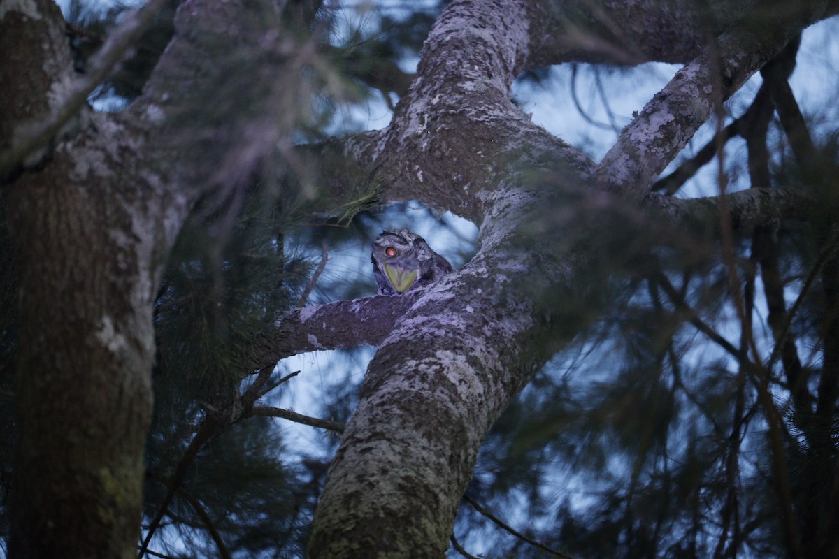 uglefroskemunn - ML646108839