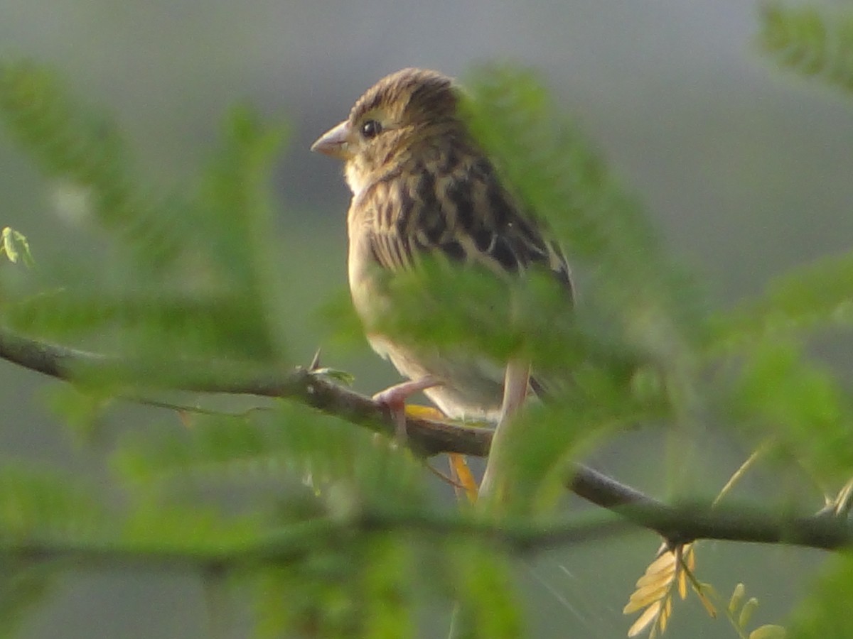 bayavever - ML646108844