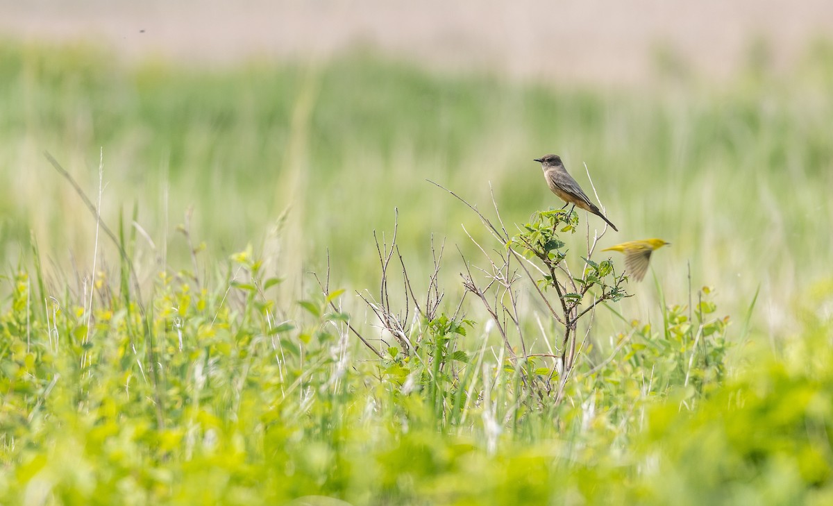 brunfibi - ML646108848