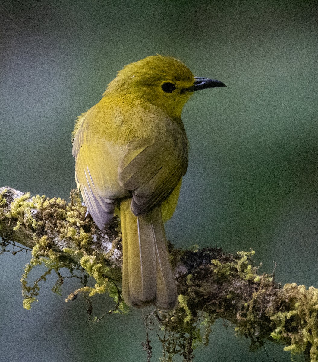 solbylbyl - ML646108850