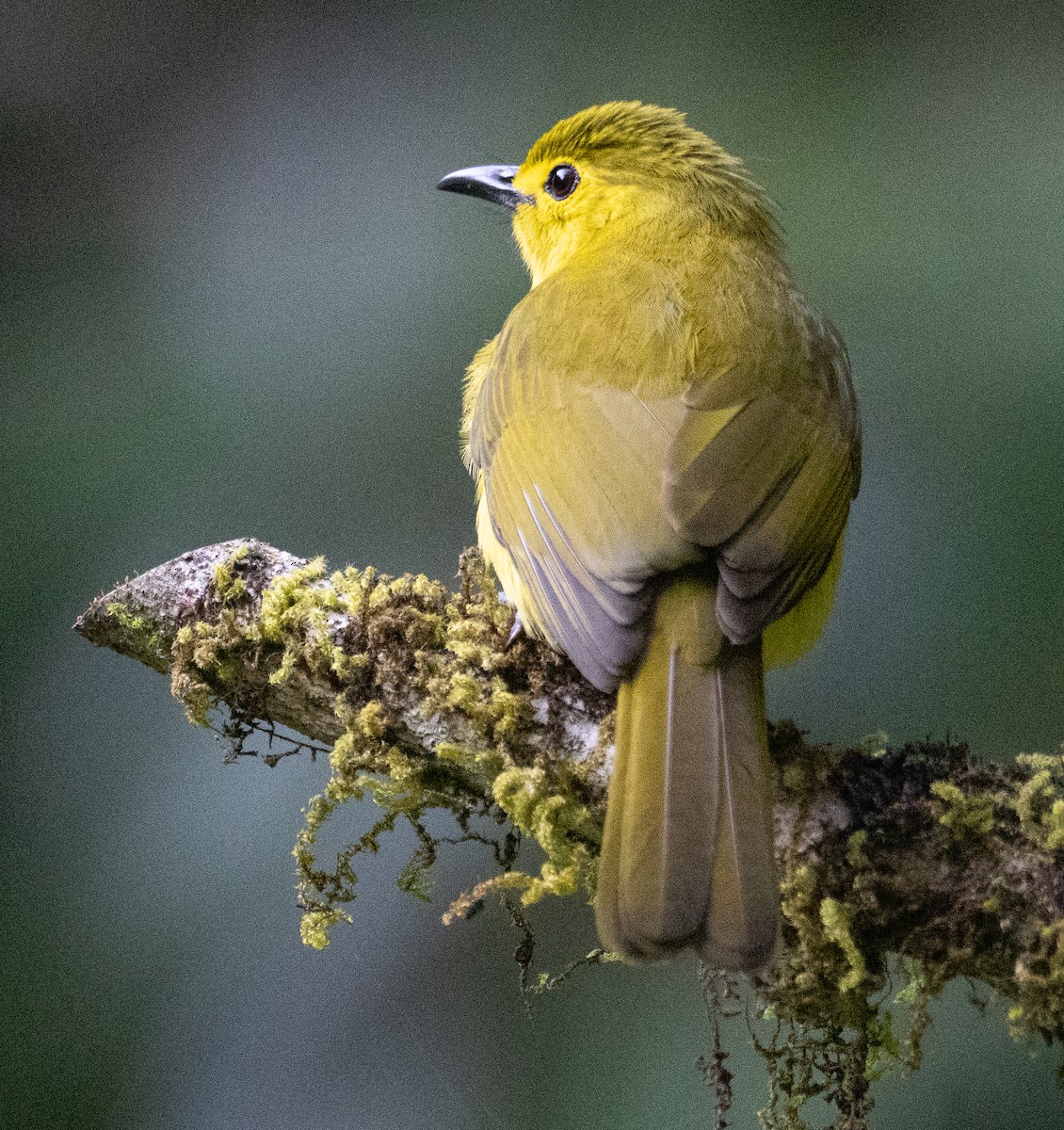 solbylbyl - ML646108851